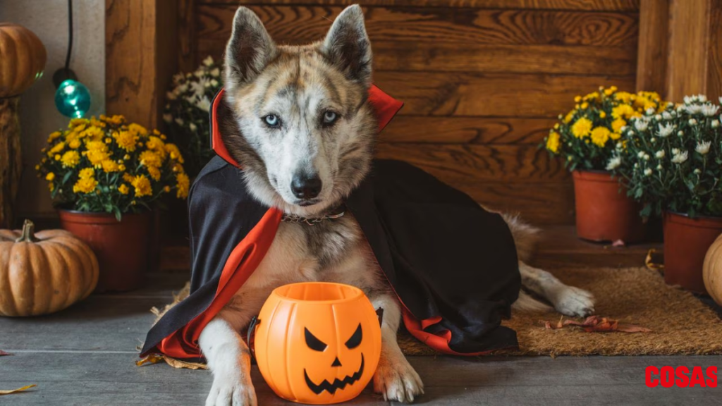 Disfraces Halloween
