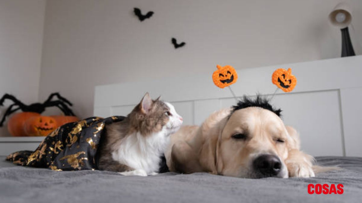 Concurso de disfraces para los perros y gatos de la cdmx