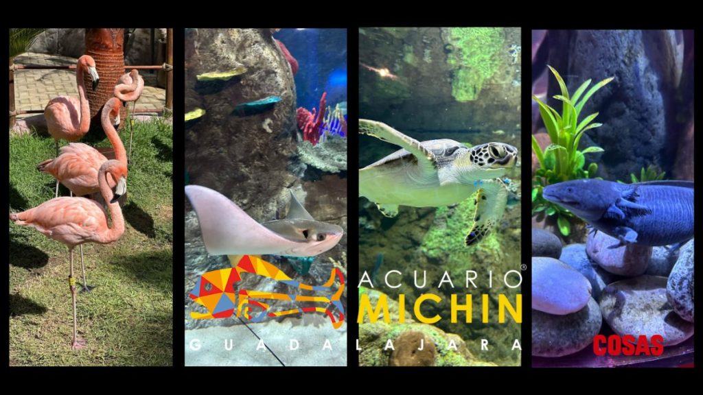 Acuario Michin
