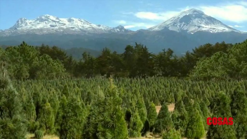 arboles de navidad naturales en la CDMX