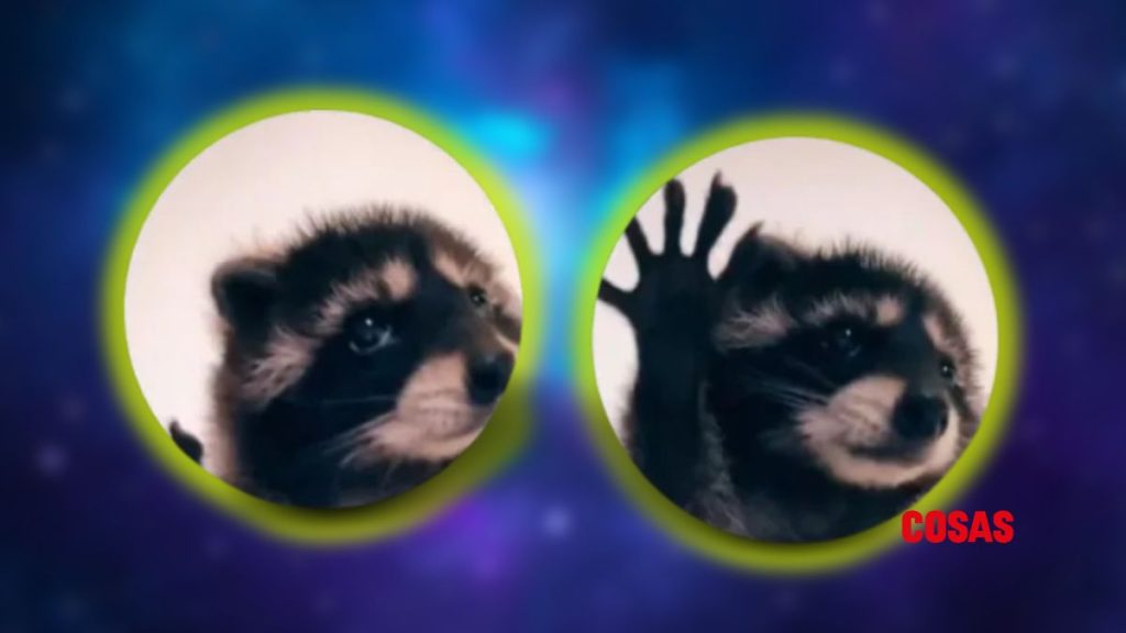 Conoce la historia detrás del mapache bailando la canción de Pedro