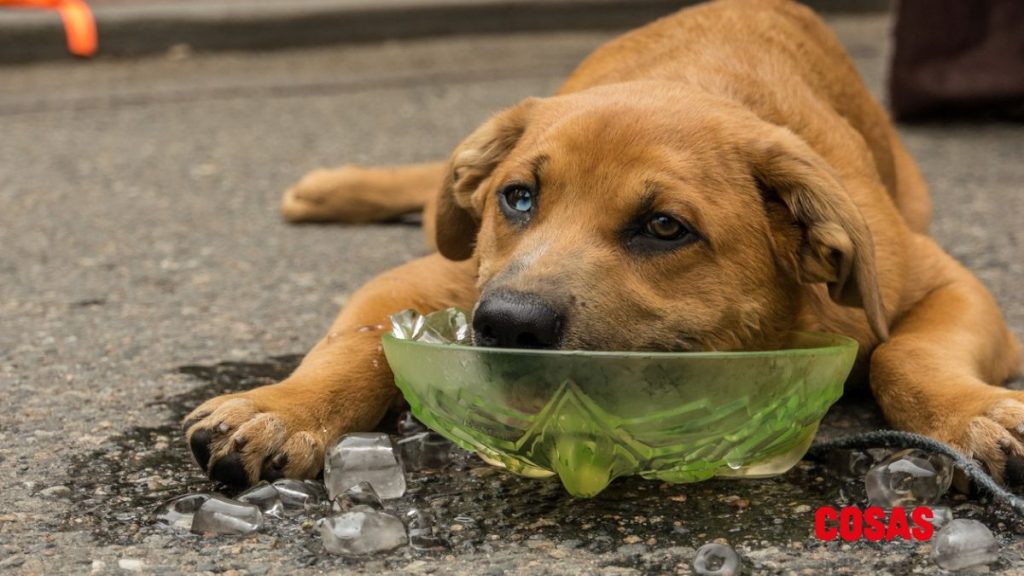 ¿Cómo saber si mi perro está deshidrato? | Foto: iStock.