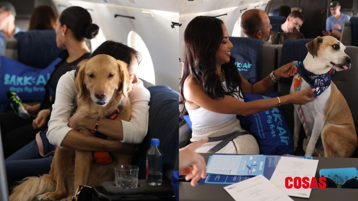 Cuánto cuesta viajar por la lujosa aerolínea para perros, Air Ladrido. | Foto: Air Ladrido.