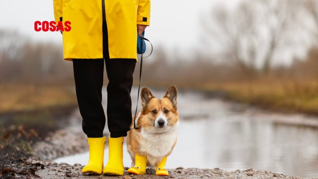 Recomendaciones para pasear con tu mascota en temporada de lluvias. | Foto: iStock.
