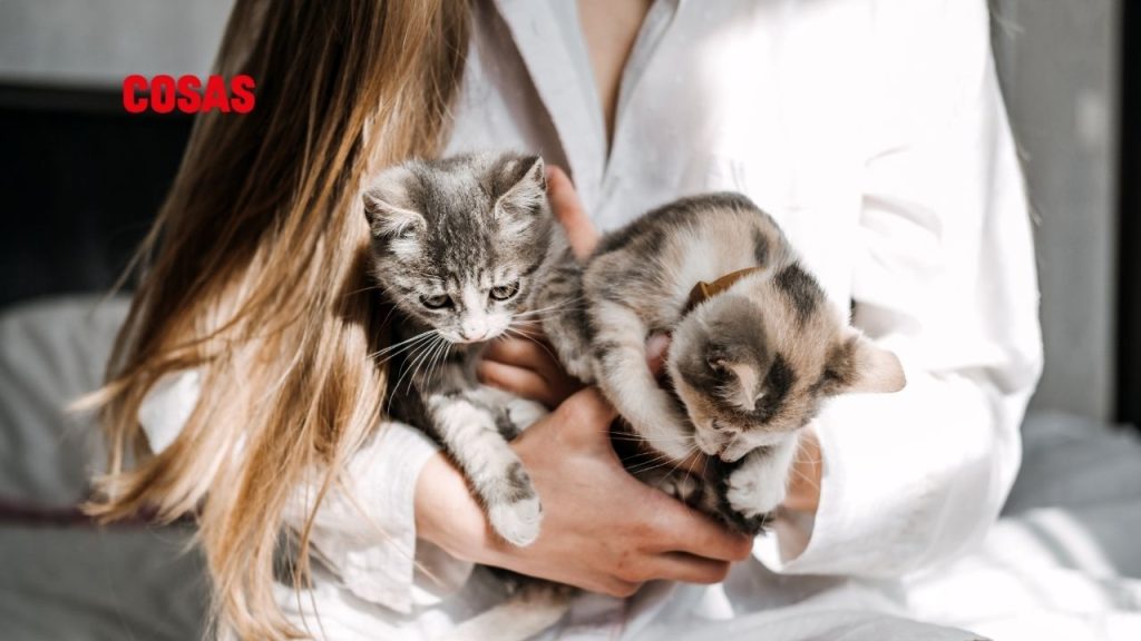 Adopta un gato en el Miau Fest, evento que fomenta la tenencia responsable y ofrece tips clave para cuidarlo adecuadamente.