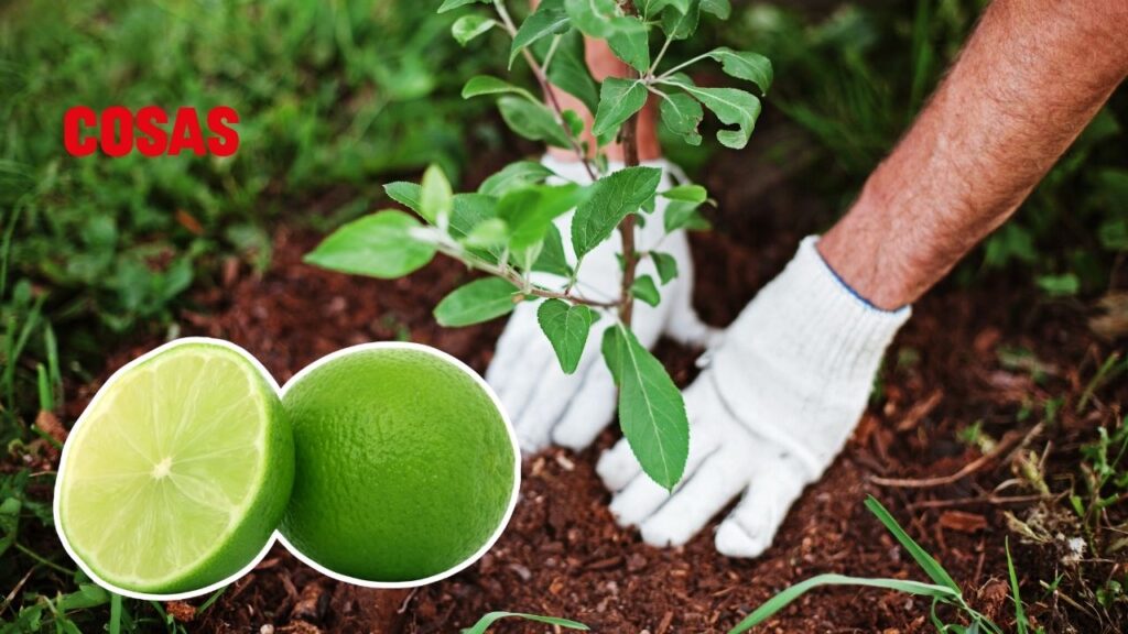 El uso de cáscaras de limón mejora la salud del suelo, actúa como fertilizante natural y reduce la necesidad de químicos en la agricultura.
