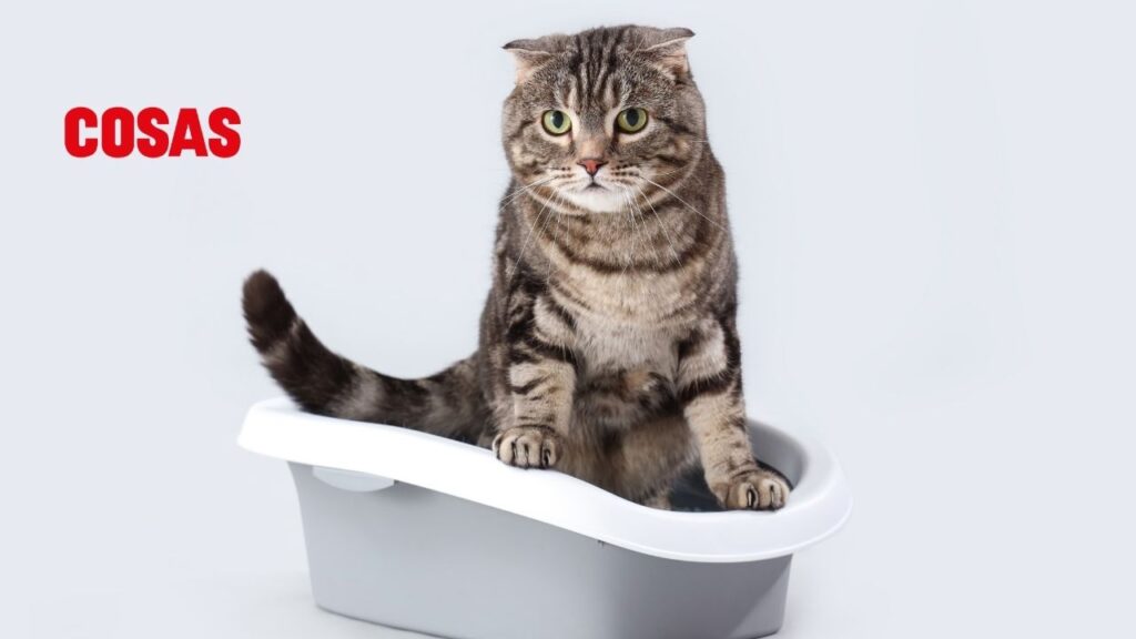 El maullido de tu gato al usar la caja de arena puede ser una señal de incomodidad o problemas de salud que debes atender.