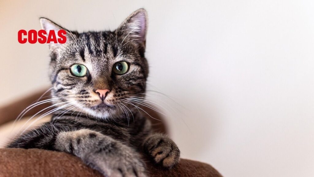 Descubre cómo elegir el mejor alimento para gatos en México y qué nutrientes esenciales necesita tu felino para una vida larga, sana y feliz.